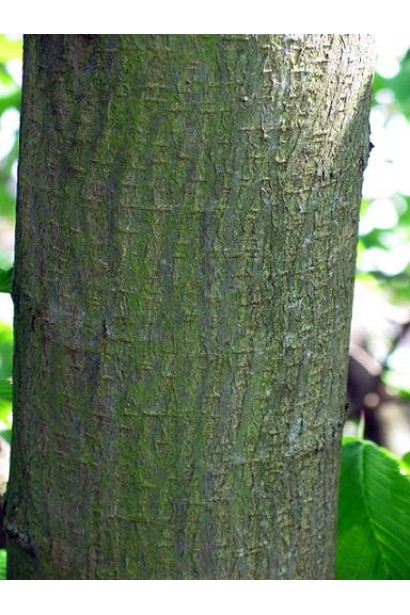 В’яз монтана кора