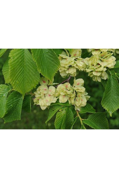 В’яз шорсткий квіти