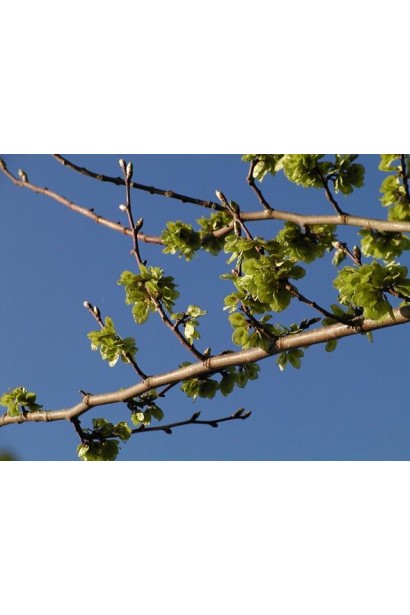 Ulmus glabra