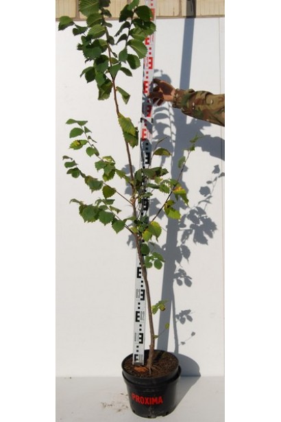 В’яз шорсткий контейнер 7 л