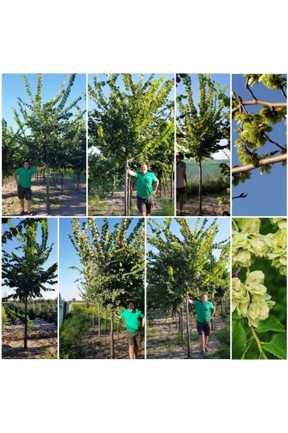 В’яз шорсткий 