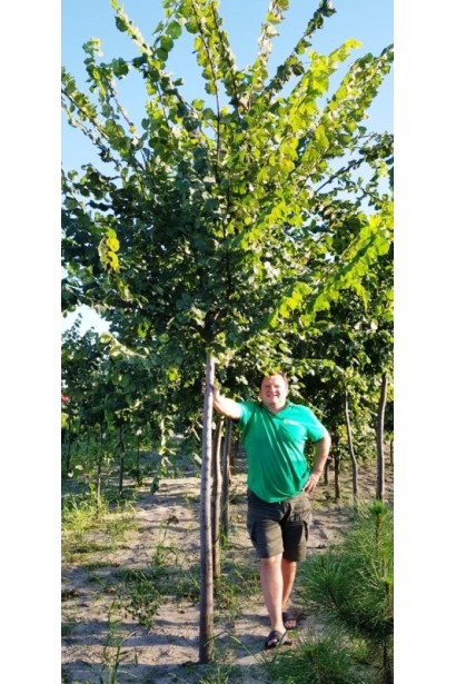 В’яз монтана на штамбі