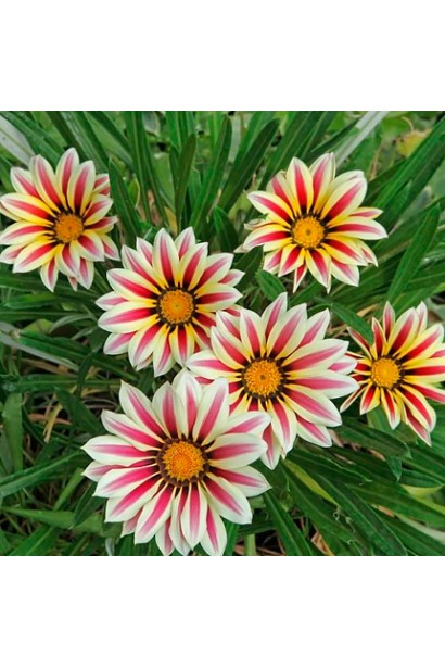 Газанія (однорічник)