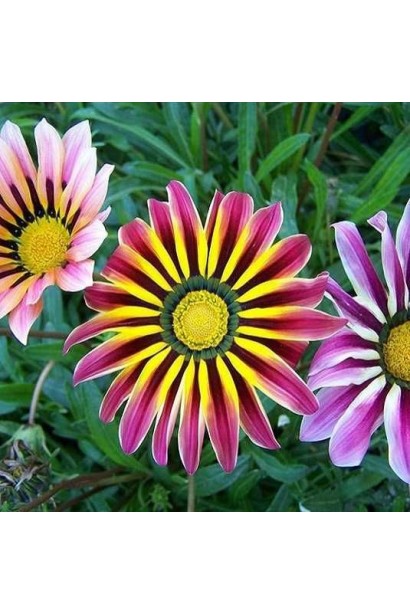 Африканська ромашка