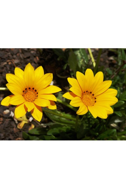 Газанія (однорічник)