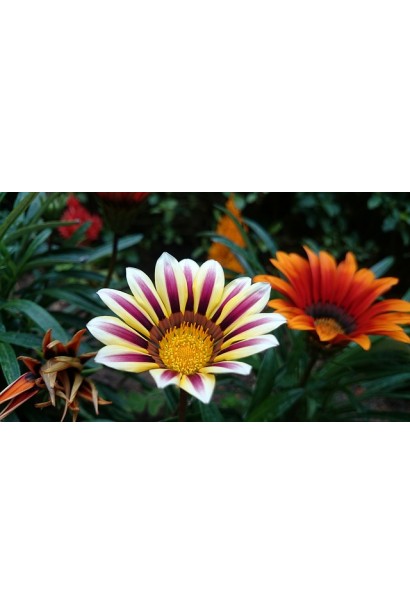 Африканська ромашка