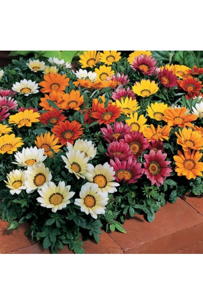 Gazania rigens