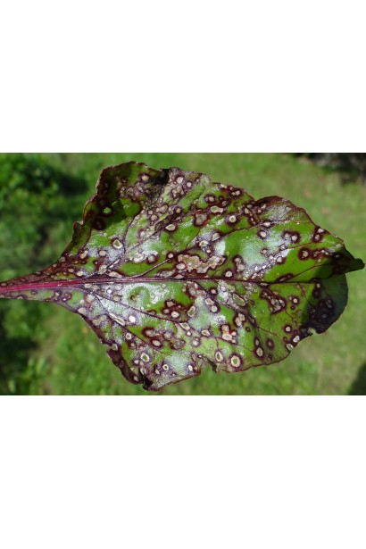 церкоспороз