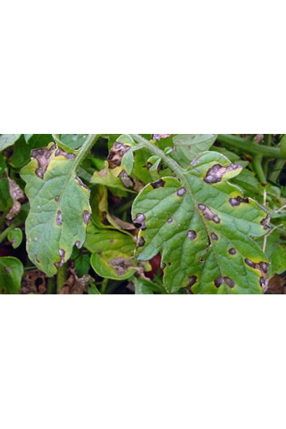 Фітофтороз