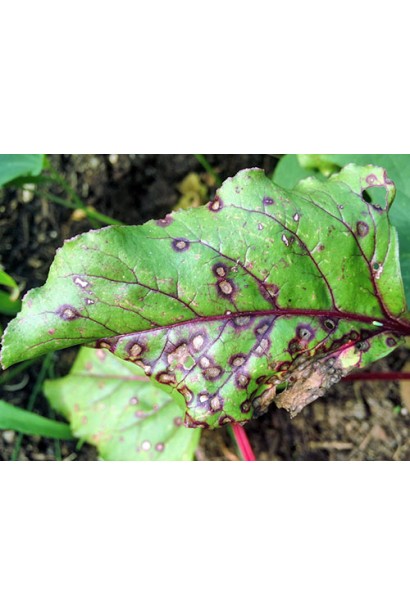 церкоспороз