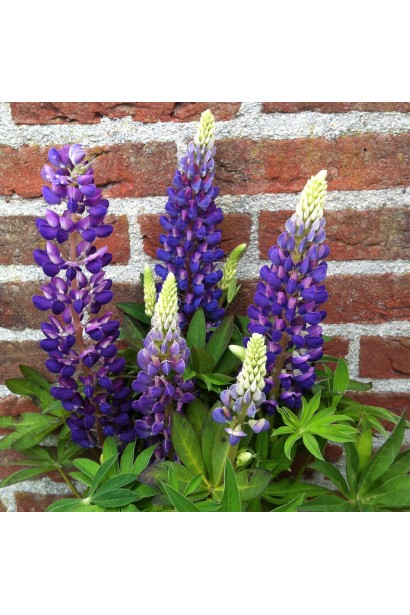 Великі синьо-фіолетові суцвіття люпину Blue Shades