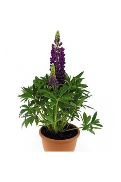 Lupinus polyphyllus `Blue Shades`