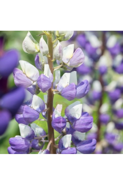 Люпин Blue Shades - Головна прикраса сорту суцвіття