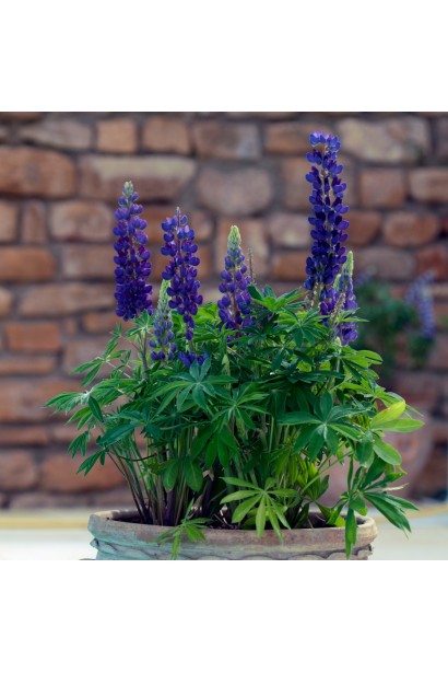 Люпин Blue Shades – акцент у саду природного стилю