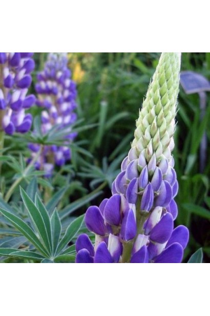 Квітучий багаторічник Люпин Блю Шадес у саду