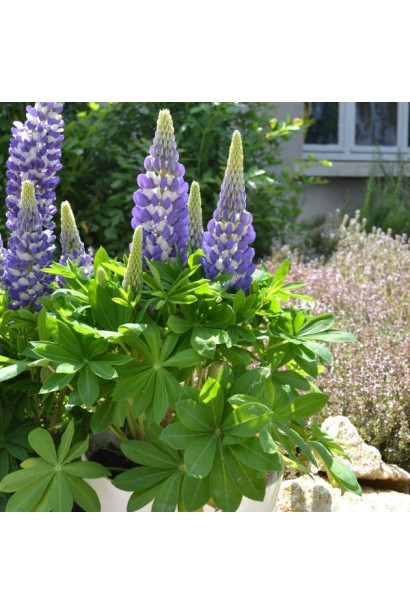 Люпин Блю Шадес у повному цвітінні на сонці