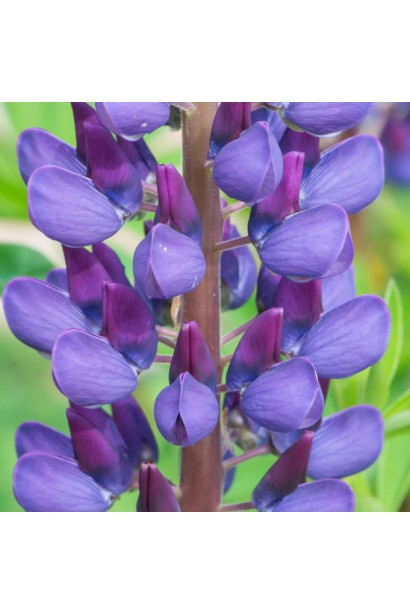 Крупний план суцвіття Люпин Блю Шадес