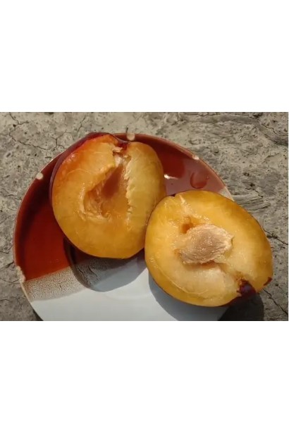 Плоди шарафуги в розрізі