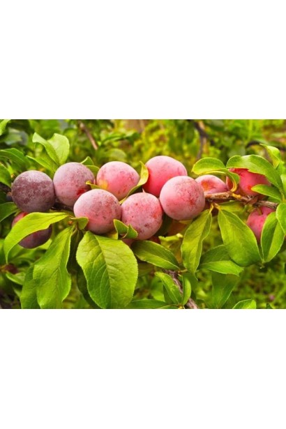 Стиглі плоди шарафуги на гілці