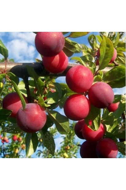 Нектаріум / Шарафуга на дереві