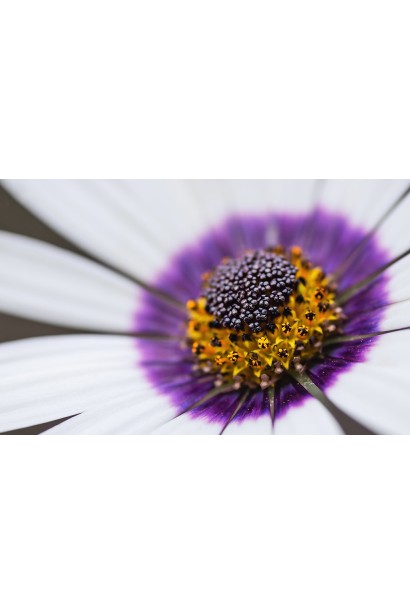 Остіоспермум (африканська ромашка)