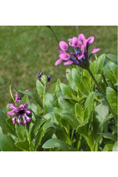 Африканська ромашка