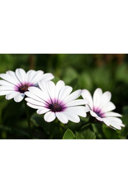 Квітка остіоспермума білого кольору