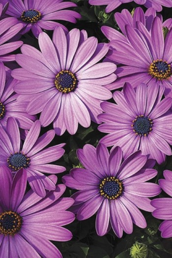 Остіоспермум (африканська ромашка) | Osteospermum ecklonis | Остиоспермум (африканская ромашка)