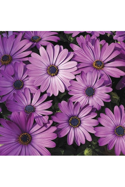 Остіоспермум (африканська ромашка)