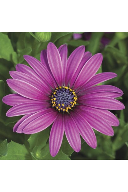 Osteospermum ecklonis