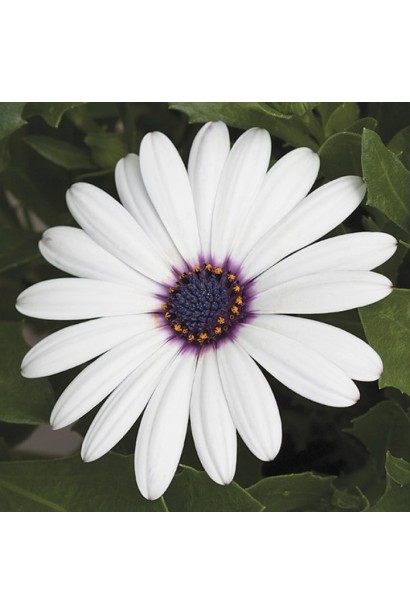 Біла квітка остіоспермума крупним планом