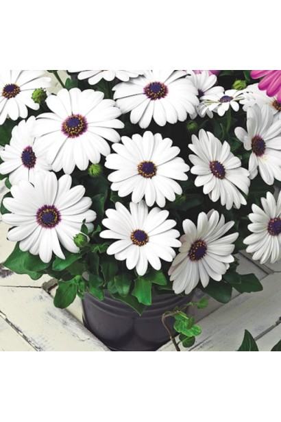 Osteospermum ecklonis