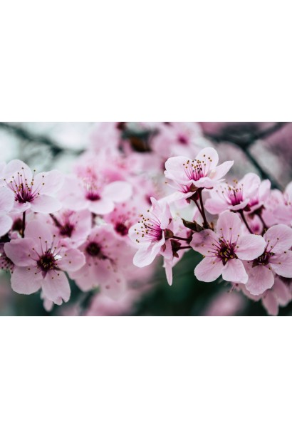 Плантафол 10-54-10 активирует обмен веществ в растениях.