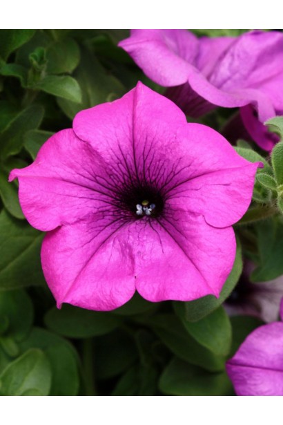 Крупний план квітки сурфінії з хвилястими пелюстками