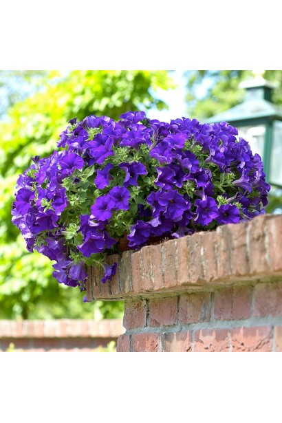 Petunia × hybrida (Surfinia®, Sulfinia®)