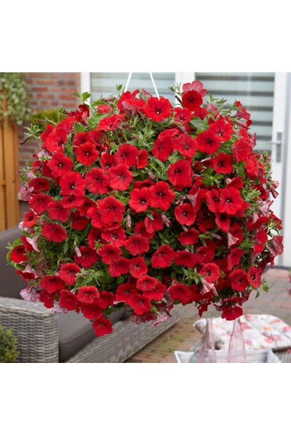 Буйне цвітіння пурпурової сурфінії