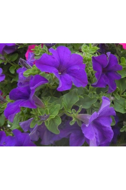 Сурфінія (Сульфінія) — каскадна петунія