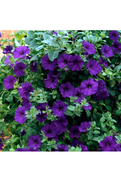 Каскадна сурфінія фіолетового кольору