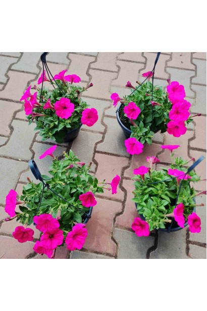 Сурфінія підвісна в кашпо з крючком для підвіски