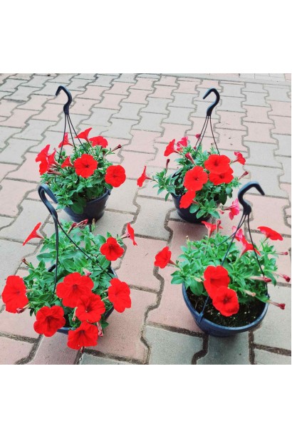 Сурфінія ампельна в горшку(кашпо)