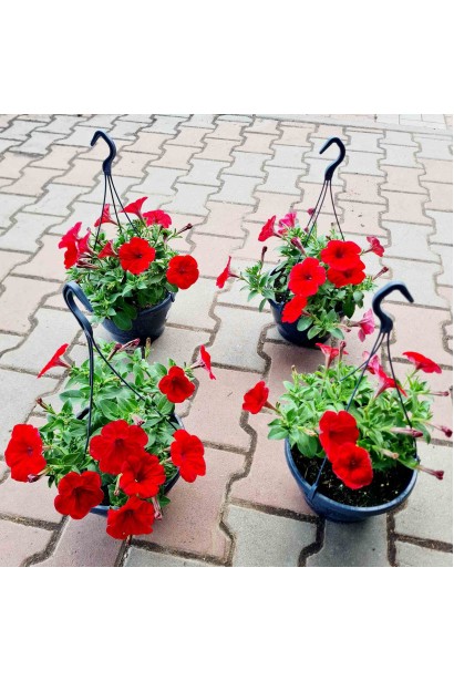 Сурфінія ампельна купити в розсаднику