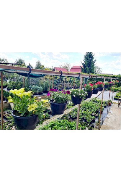 Сурфінія (Сульфінія) — каскадна петунія в садовому центрі