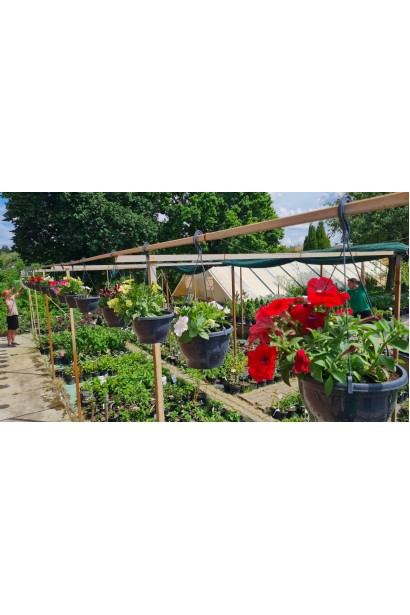  Сурфінія каскадна ампельна петунія