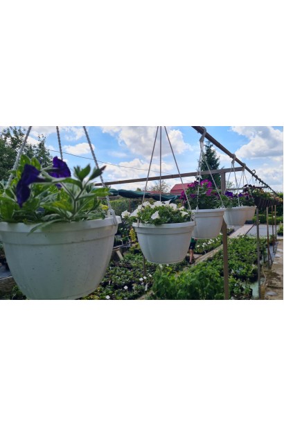 Сурфінія (Сульфінія) — каскадна петунія ідеальна для балконів