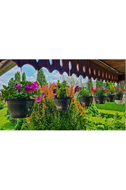 Сурфінія (Сульфінія) — каскадна петунія в садовому центрі Проксіма