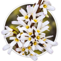 Абеліолистник Abeliophyllum distichum 0