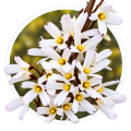 Абелиолистник Abeliophyllum distichum 0