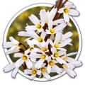 Абелиолистник Abeliophyllum distichum 0
