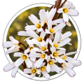 Абеліолистник Abeliophyllum distichum 0