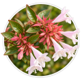 Абелія Abelia 0